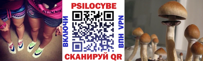 наркота  Ессентукская  Галлюциногенные грибы Cubensis 